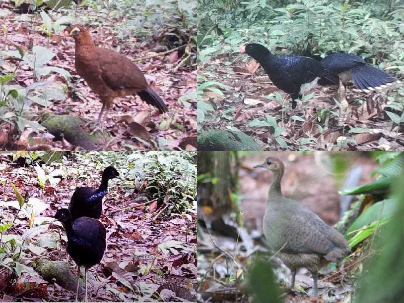 Nocturnal Curassow, Salvin's Curassow, Grey-winged Trumpeter, Great Tinamou