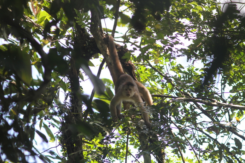 Capuchinos