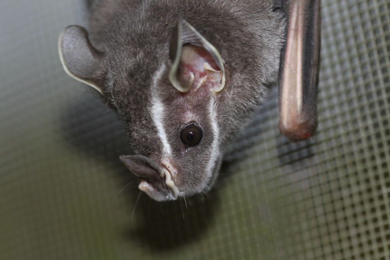 Peter´s Tent-making Bat in the kitchen.