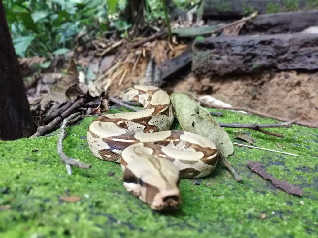 Boa en el sendero