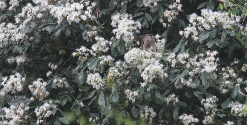 Capuchin in de bloesem