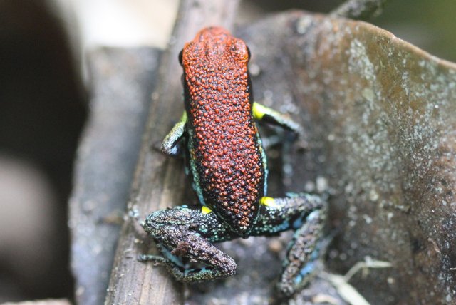 A poison-arrow frog