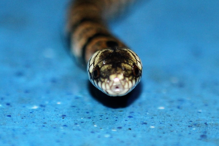 An inoffensive snake (Atractus species)