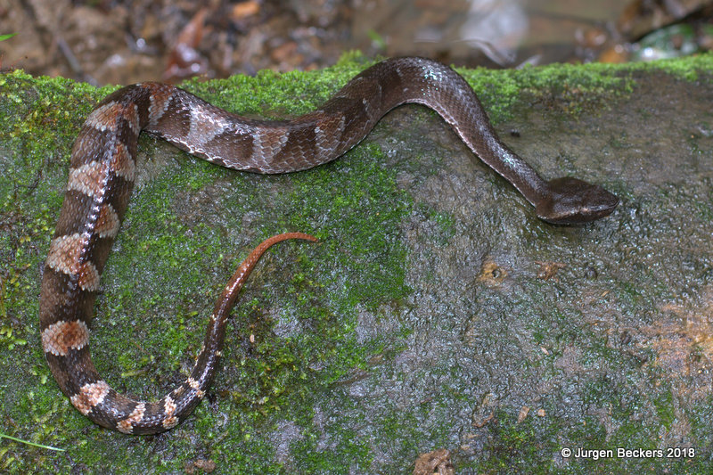 Bothrocophias hypophora, a rare pit-viper.