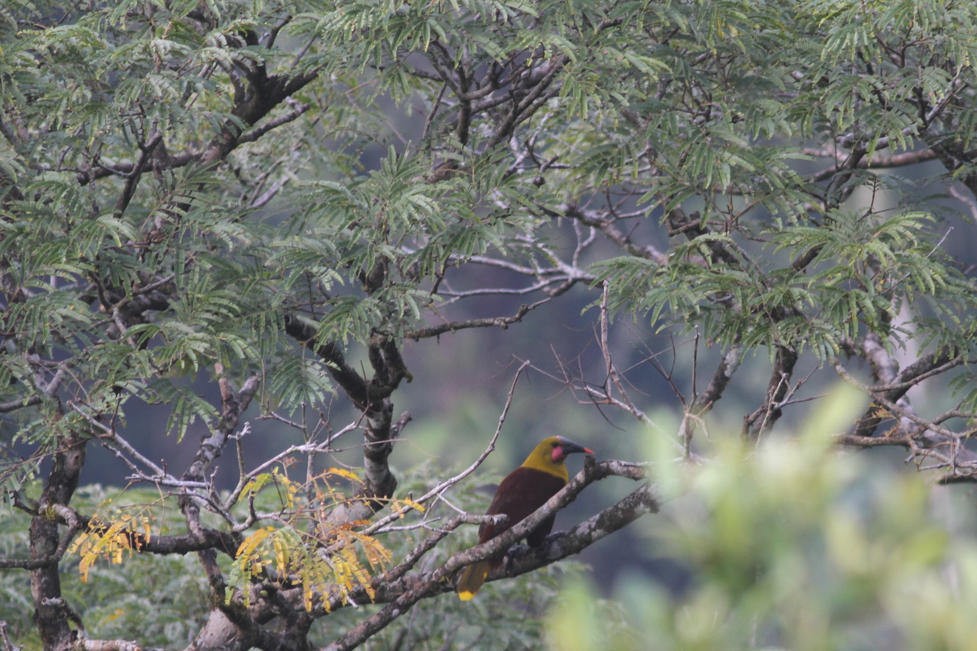 Olive Oropendola