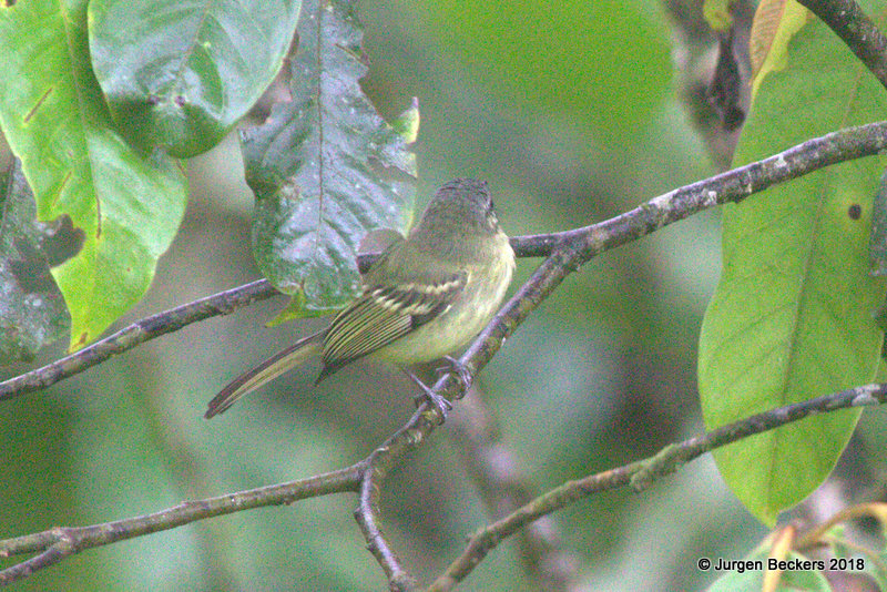 Phylloscartes gualaquizae