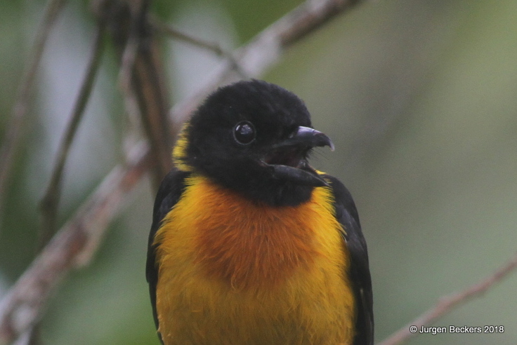 Fulvous Shrike-Tanager, a canopy species