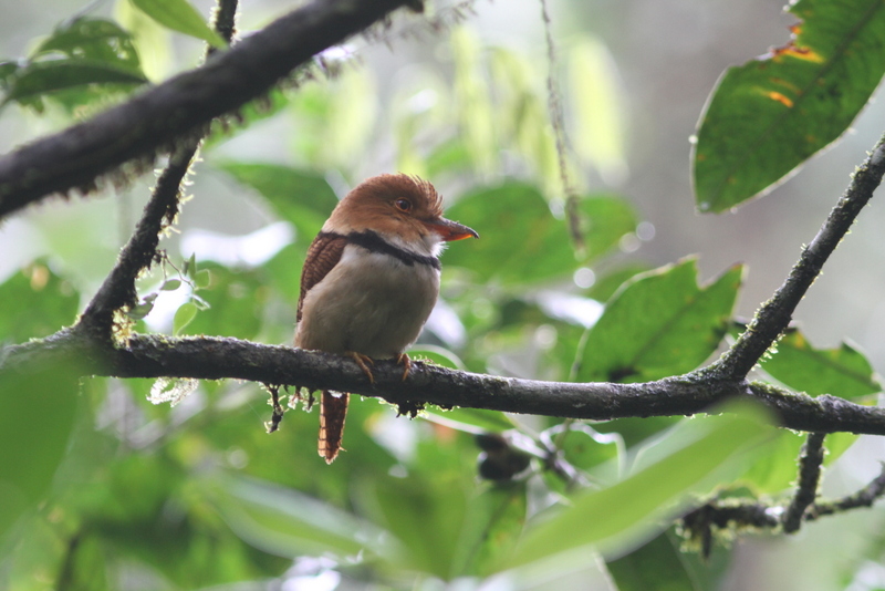 Bucco capensis