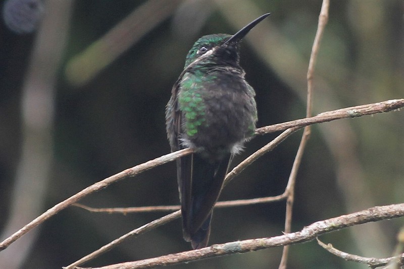 Black-throated Brilliant!