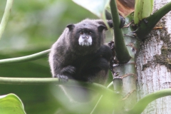 Tamarins