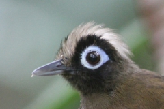 Hairy-crested Antbird, a shy follower of army ants.