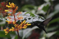 The Blue-fronted Lancebill always nests under the lodge.