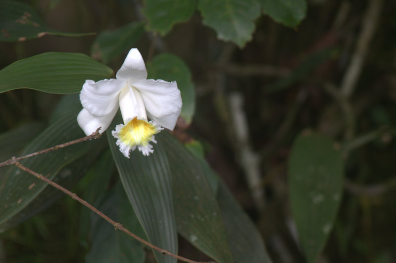 Orquídeas