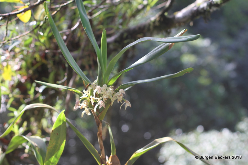 More orchids