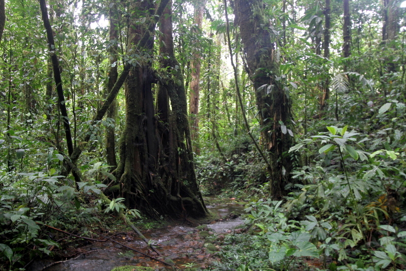 Big trees in the creek