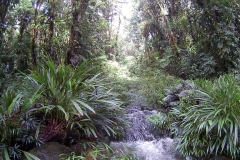 El sendero naranjo