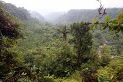 View point along yellow trail